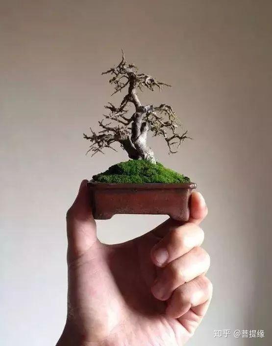 玩弄于股掌之上的艺术盆景