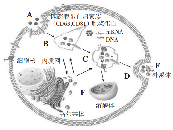 外泌体结构图片