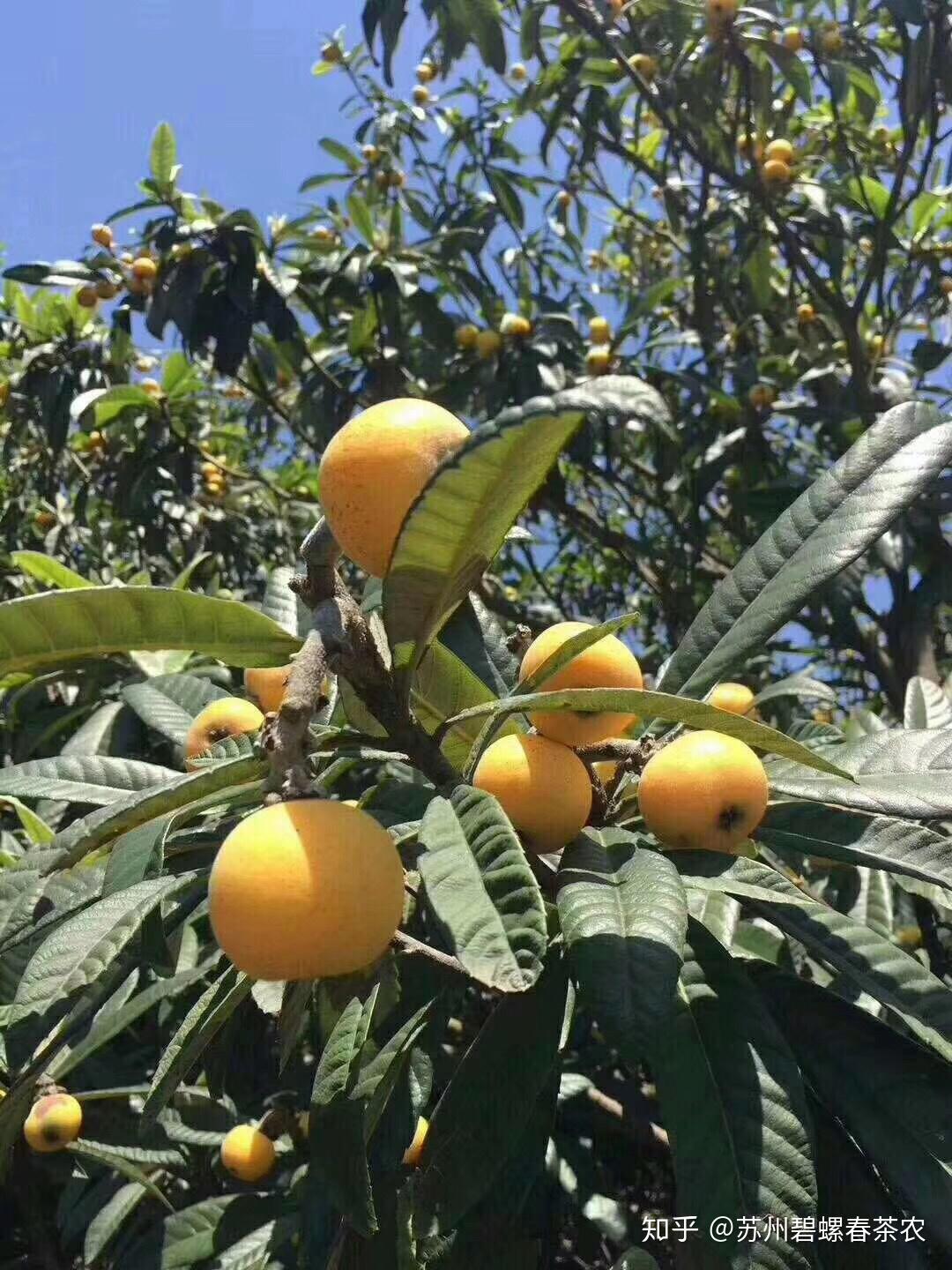 如何分辨正宗蘇州東山白玉枇杷