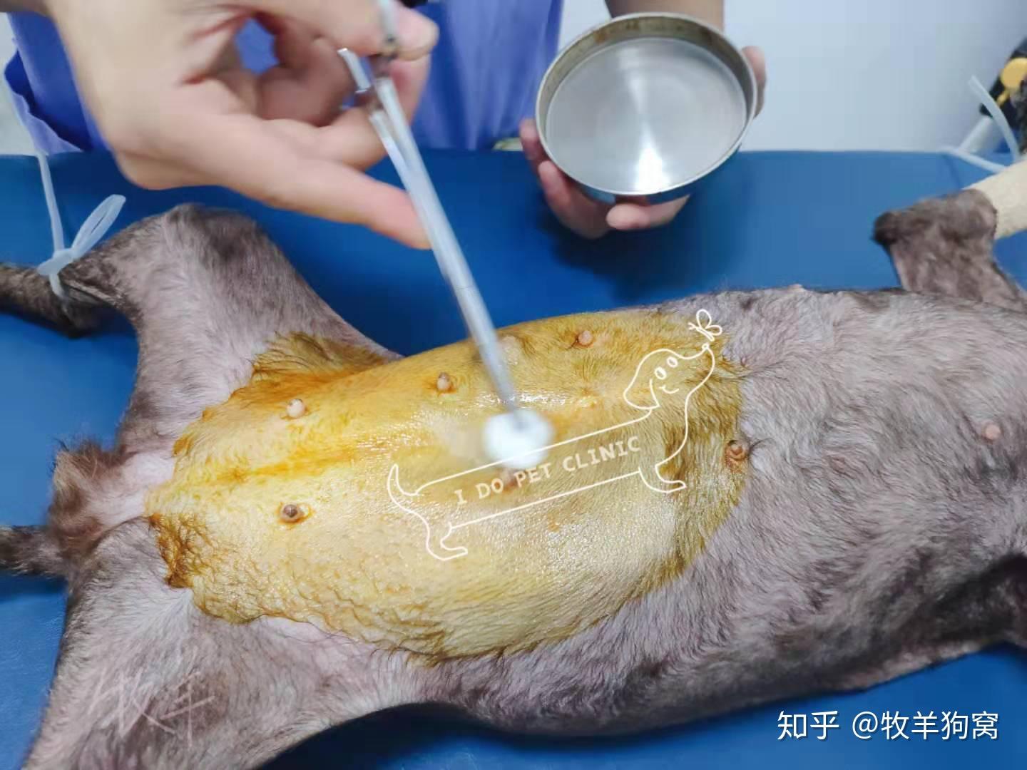 犬绝育手术浅析