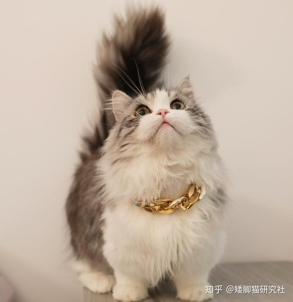 长毛矮脚都叫拿破仑胡说