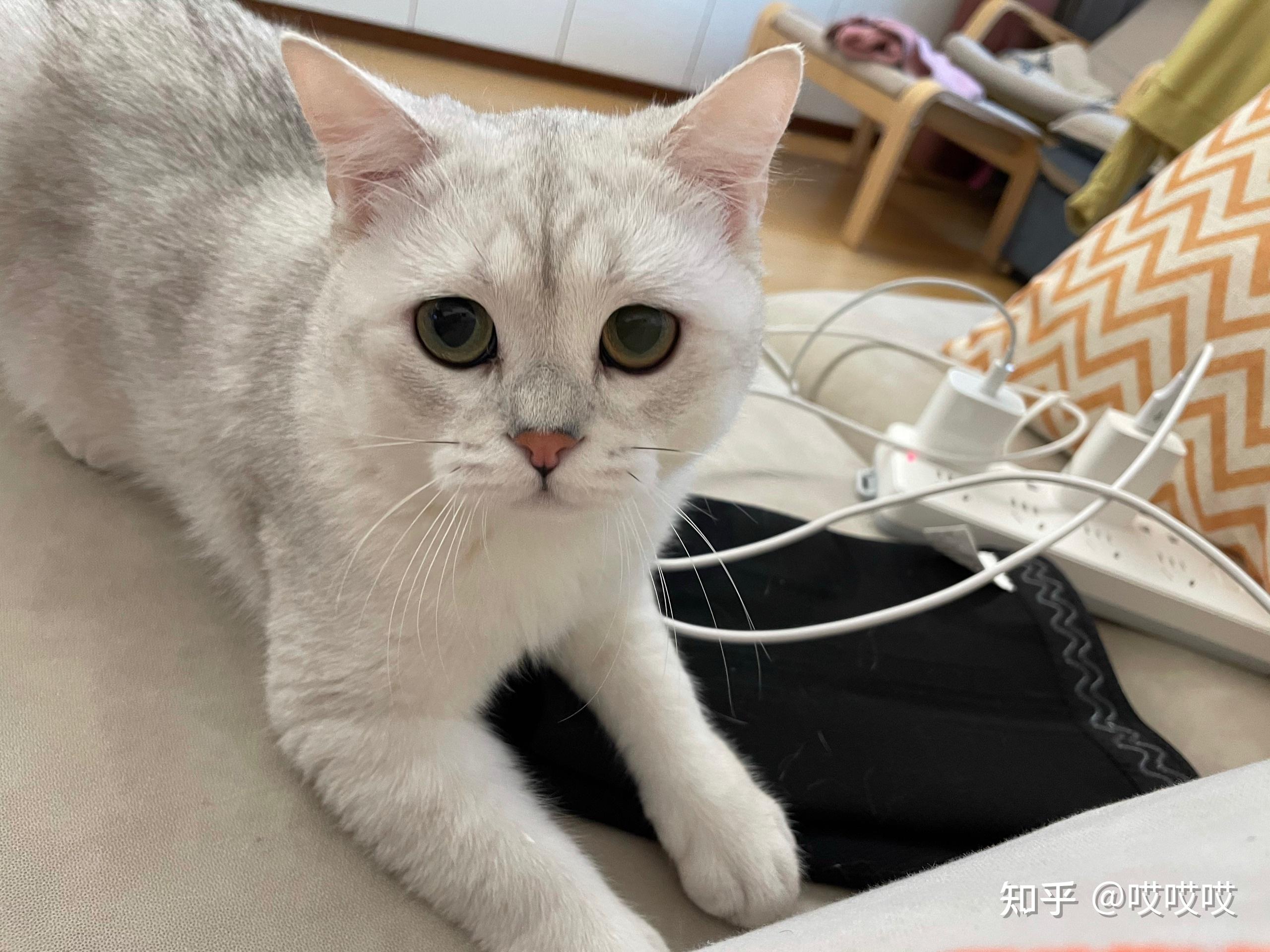 快7个月的银渐层一只眼睛突然变黄是为什么?