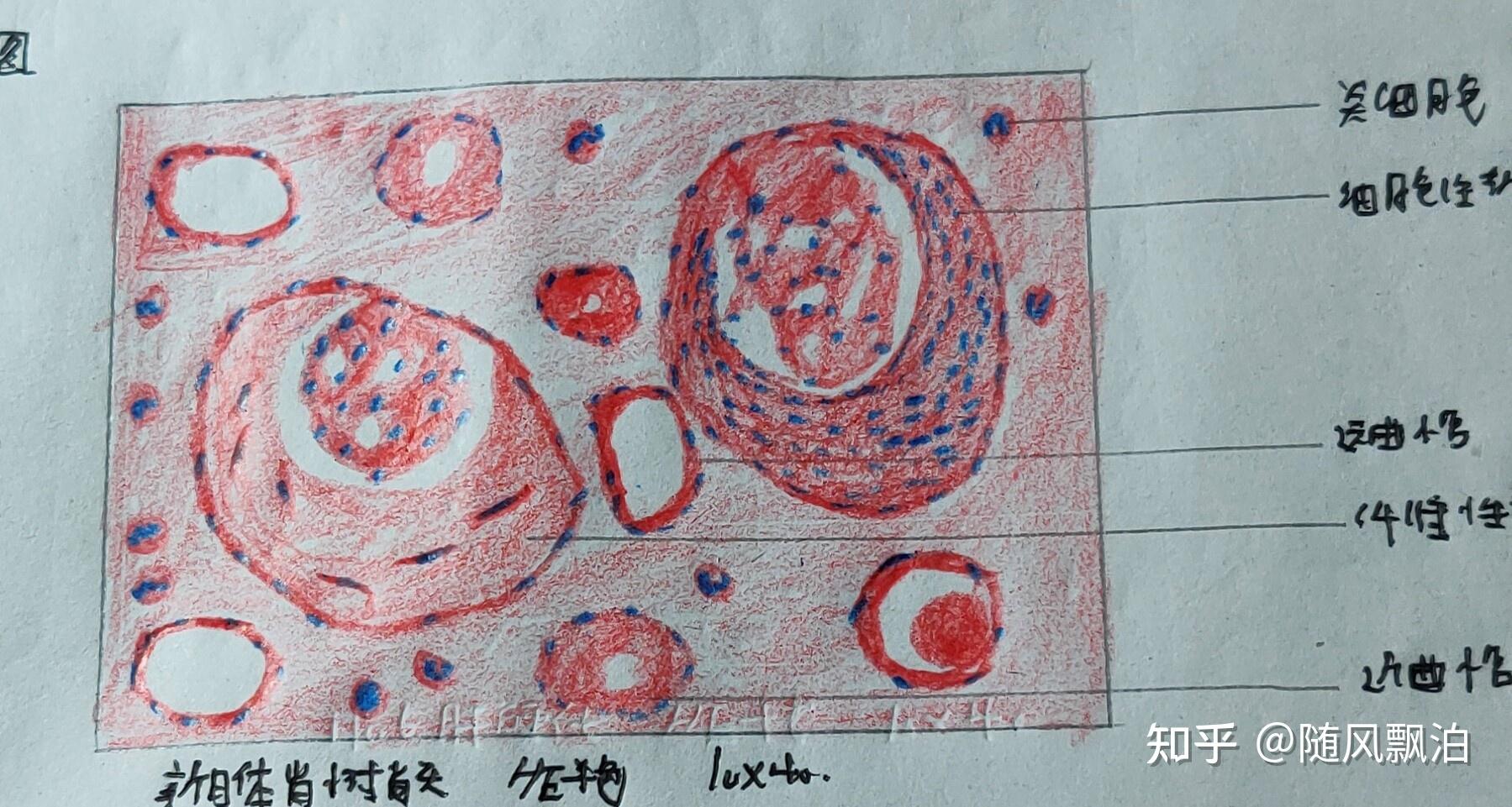 单核巨噬细胞手绘图片