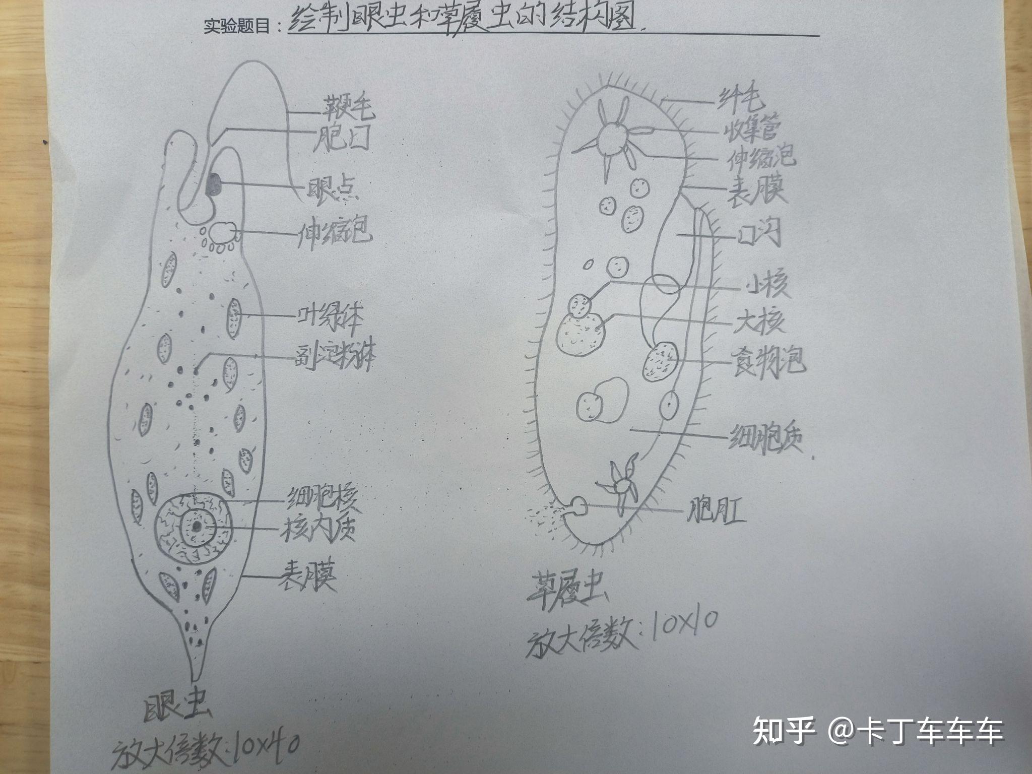 绘制眼虫和草履虫的结构图 - 知乎