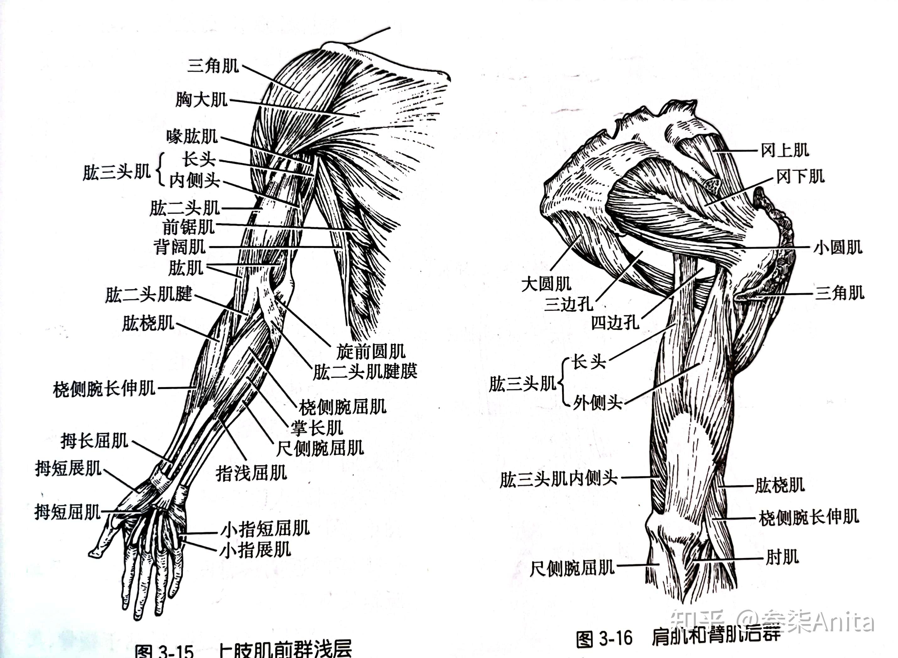 前臂肌群手肌手指的外展和內收髖肌髖關節外側肌群髖部腿部肌肉大腿內