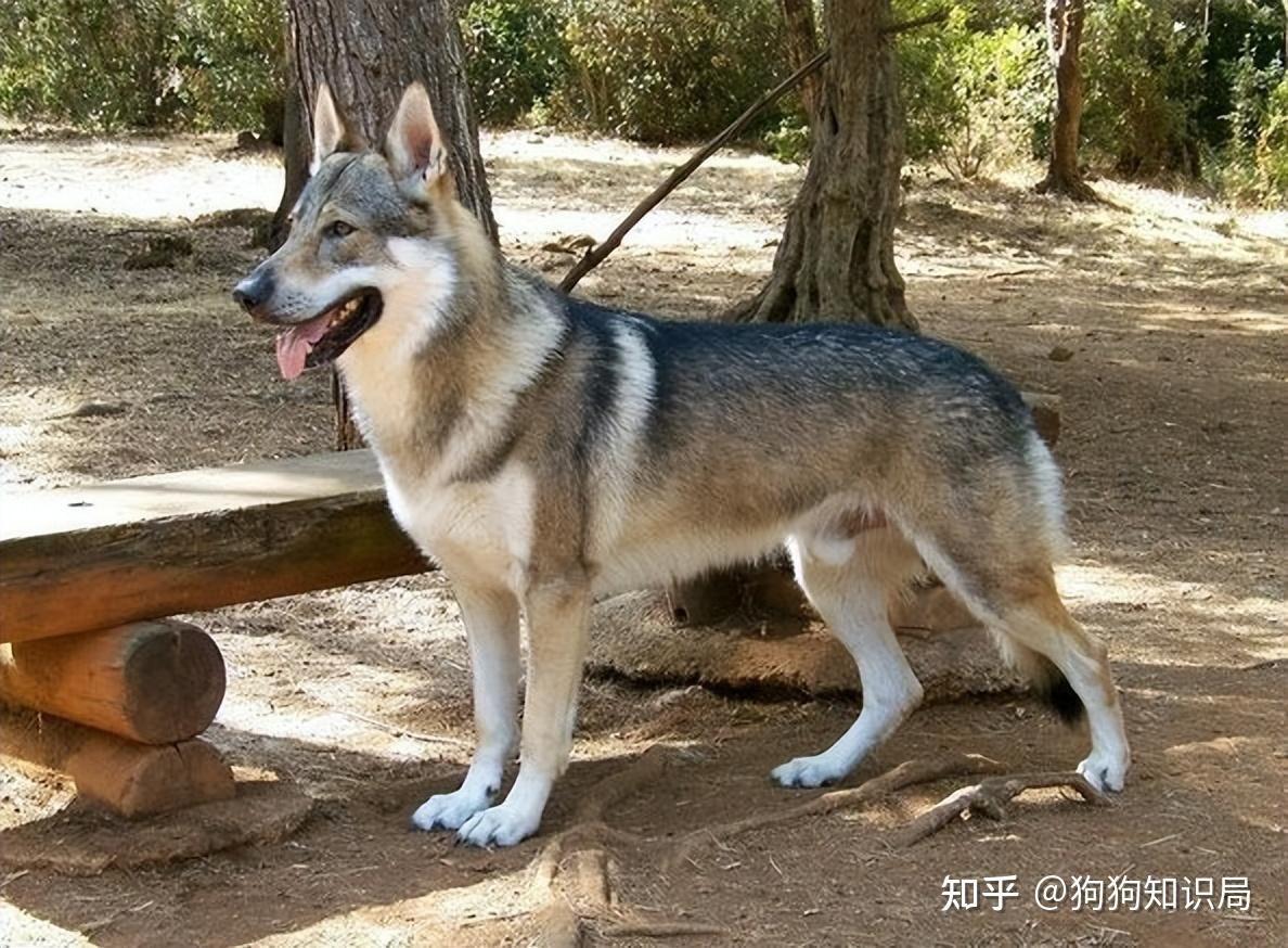 这7种狗在城市“被禁养”,再养就违法了,你中招了没? - 知乎