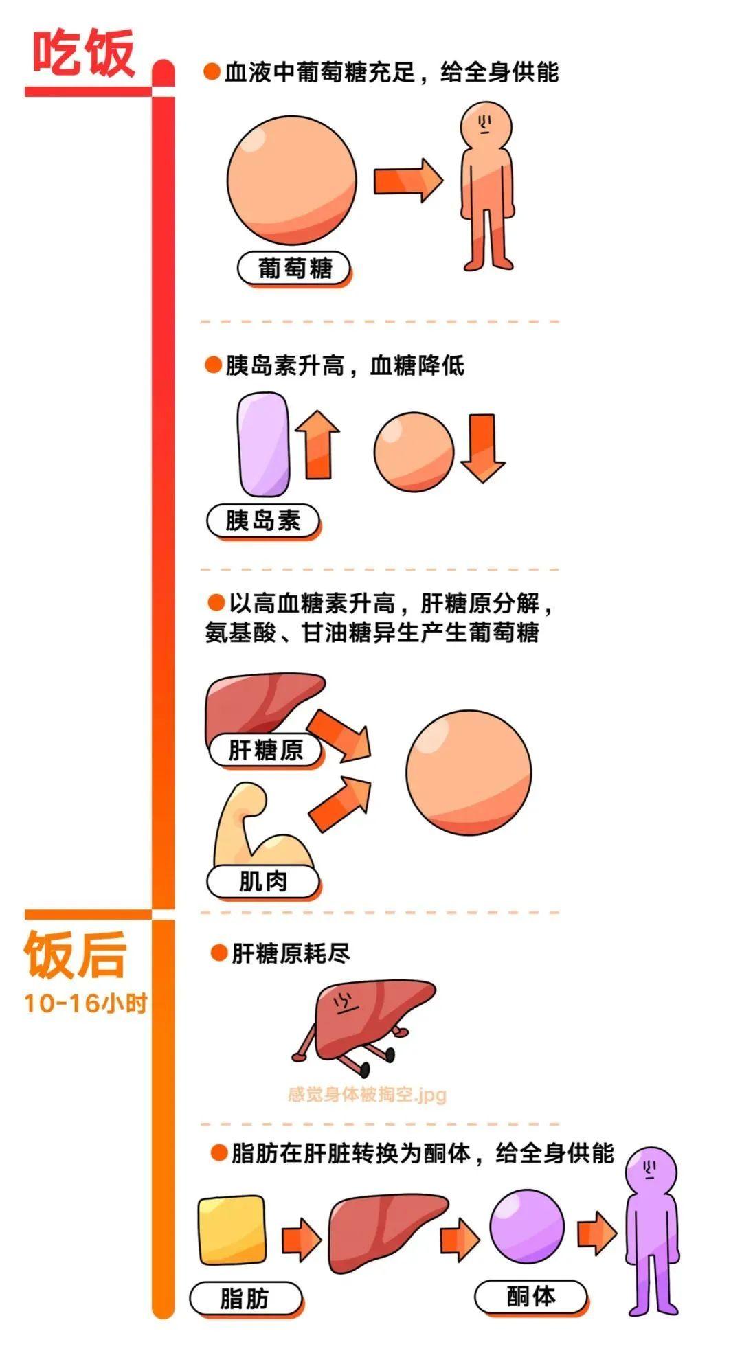 酮体产生后，到底能做什么？ - 知乎