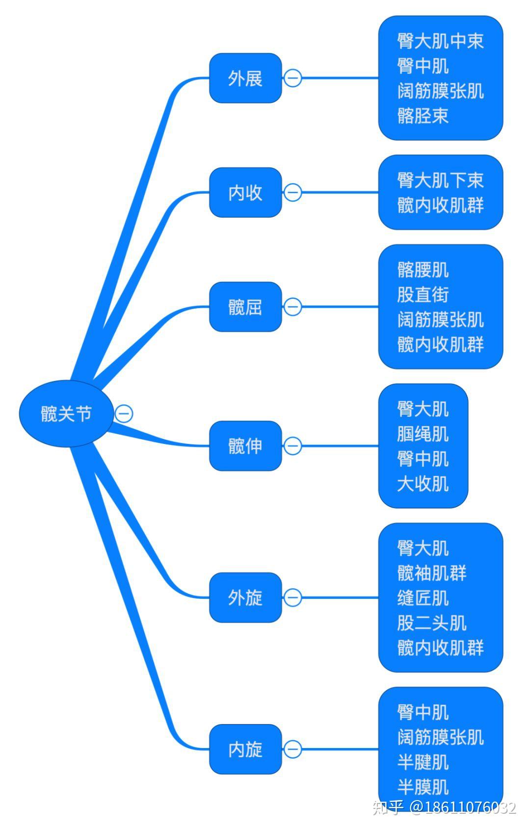 人体肌肉功能总结基础解剖图谱