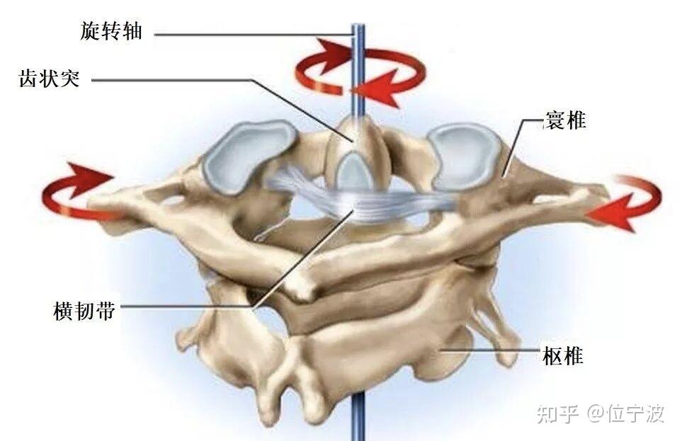 环椎骨位置图片