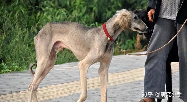 为何少人养“山东细犬”?狩猎能力强,也逃不过这7点 - 知乎