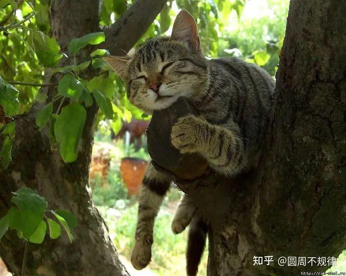 狸花猫总爱啃树叶吃其实有这些原因