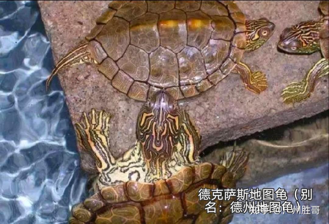 地图龟是龟界的哈士奇,也是适合新手饲养的观赏龟,地图龟有13种 - 知乎