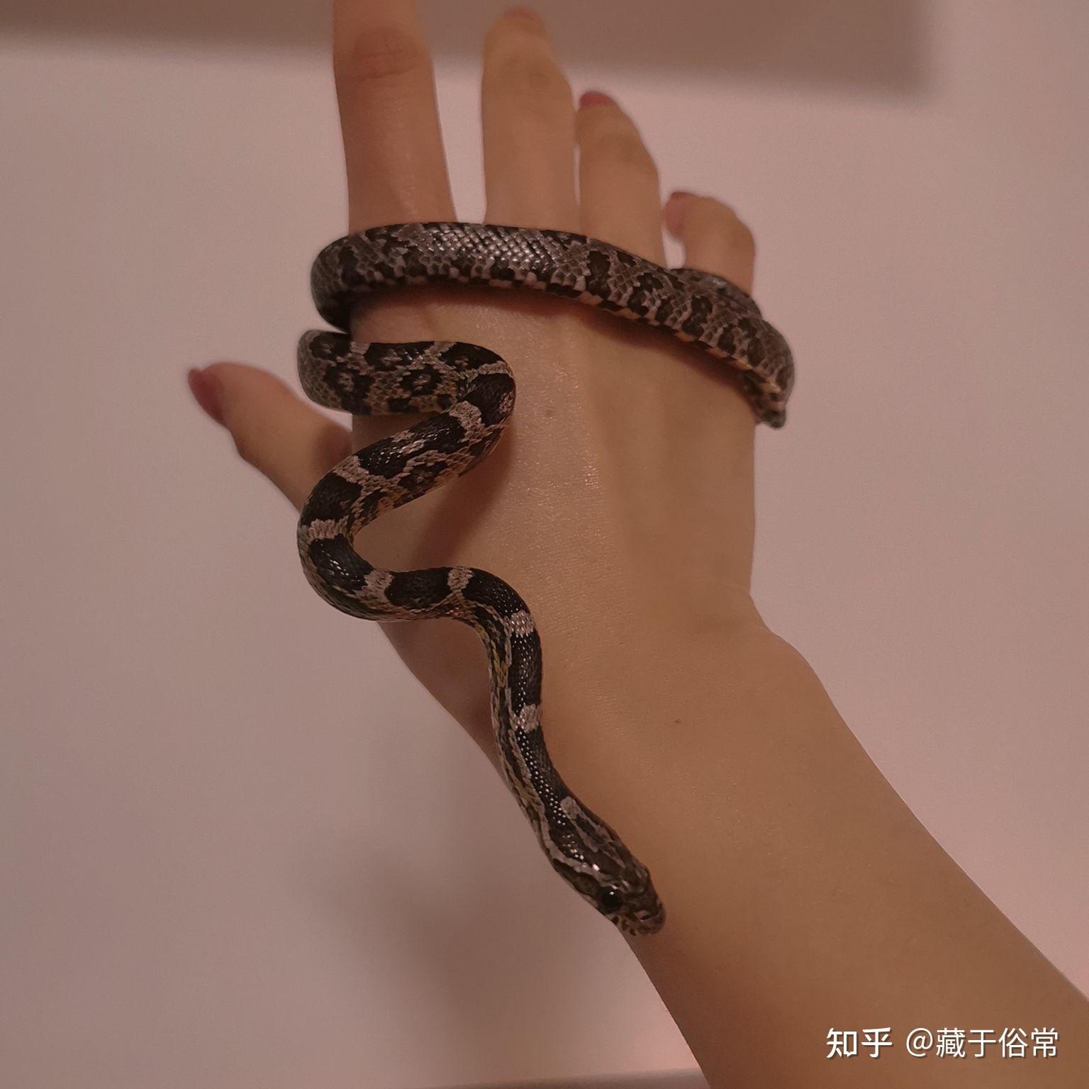想知道大家对异宠到看法 - 知乎