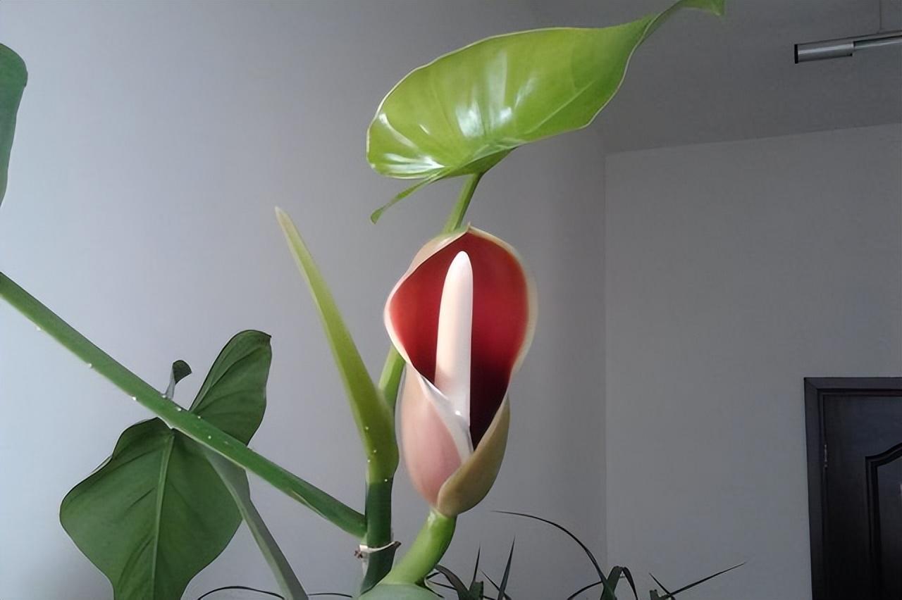 您见过绿萝开花吗?自然生长的绿萝开不了花!但要让它开花也容易