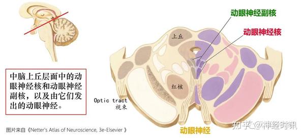 四叠体【神经功能解剖】 - 知乎