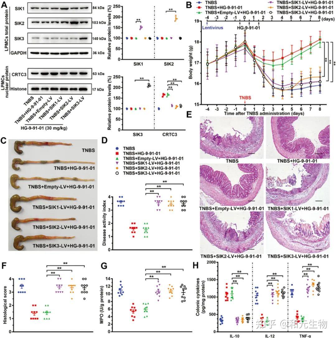 慢病毒系列｜体内的基因递送（疾病研究） - 知乎