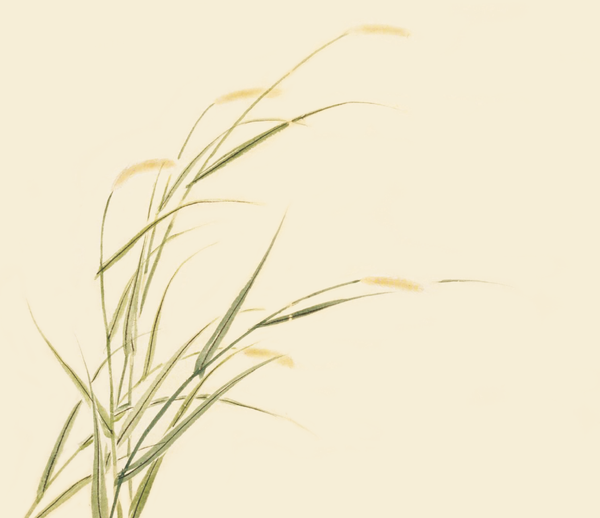 《诗经》和《楚辞》中的植物,现在的名字和样子是怎样的?