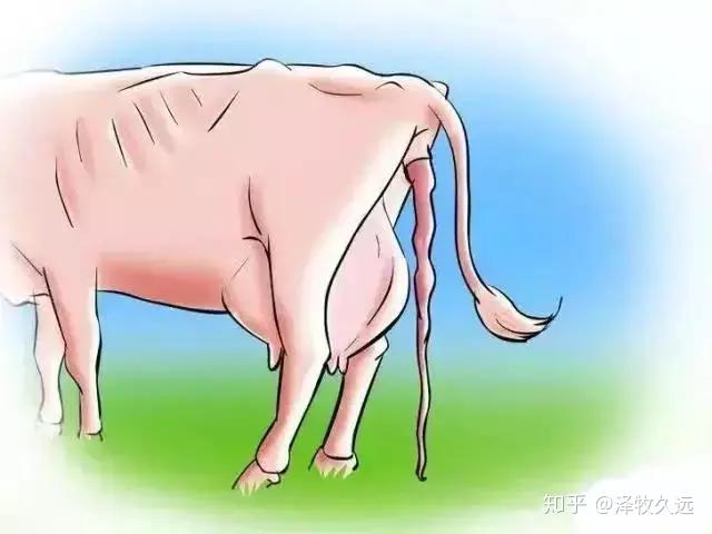 全网最全,母牛分娩全过程讲解(图文详解)