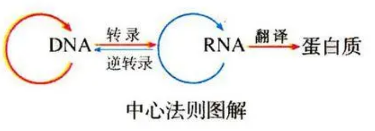 【常识积累】生物常识 - 知乎
