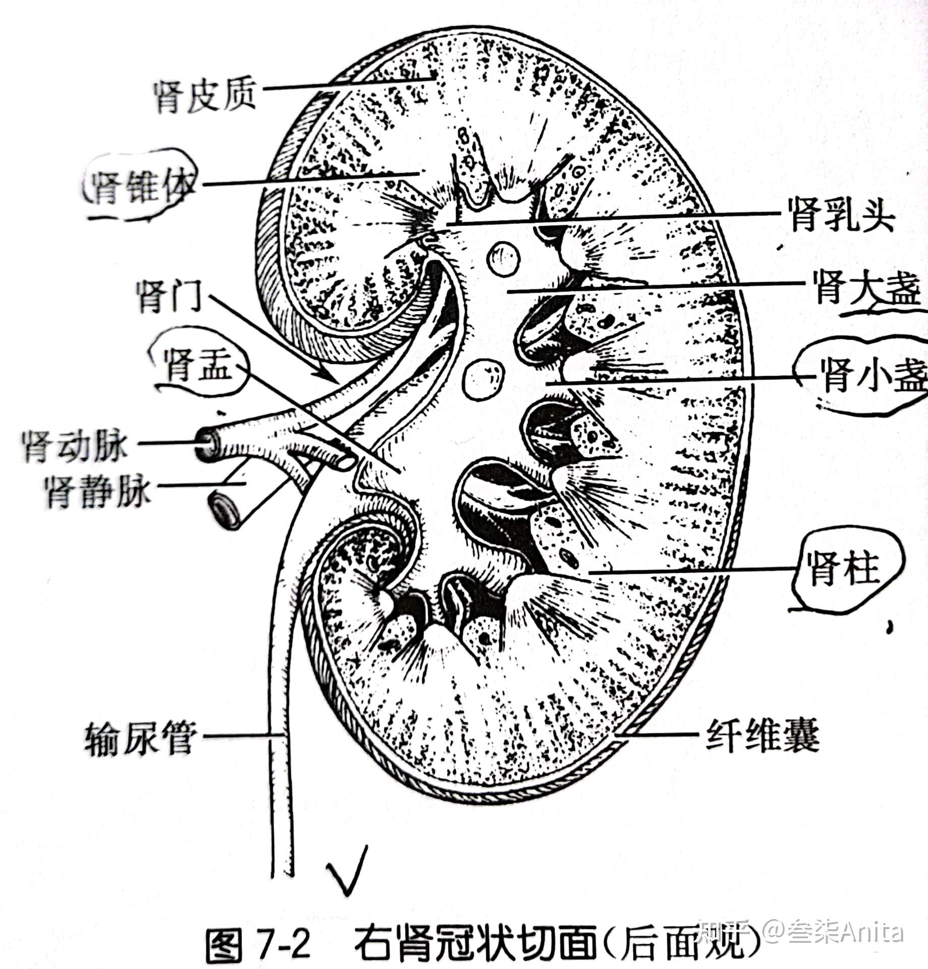 护理解剖知识点(中德对照)