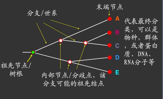 详解进化树 - 知乎