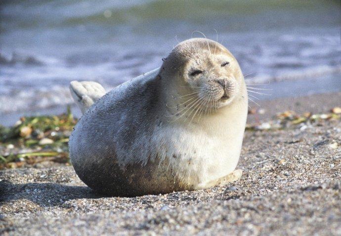 萌萌的海豹、海狮和海狗怎么区分? - 知乎