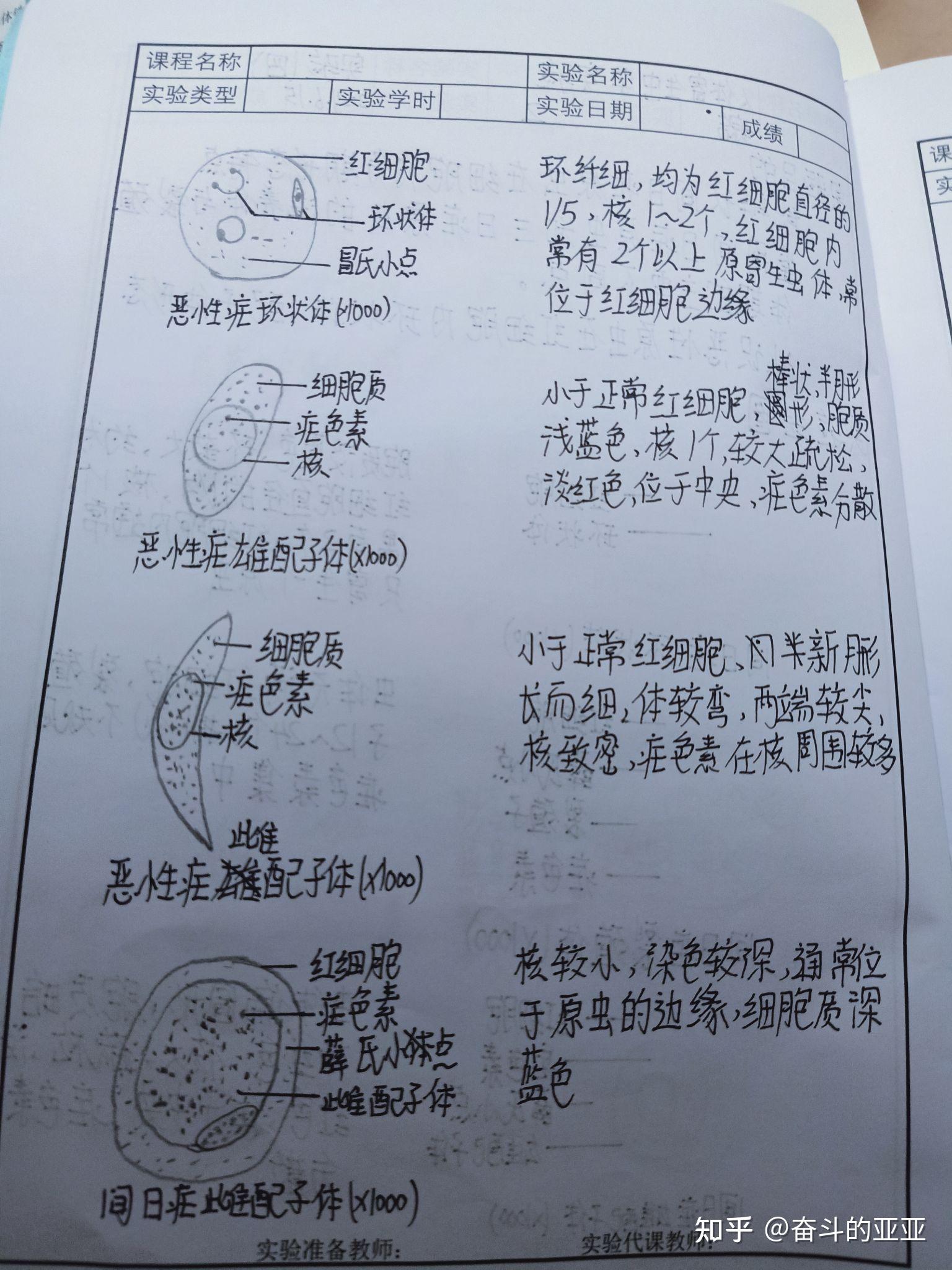 间日疟原虫铅笔手绘图图片