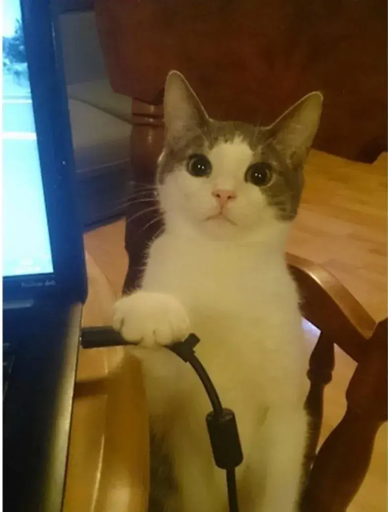 猫咪到底有多傻?