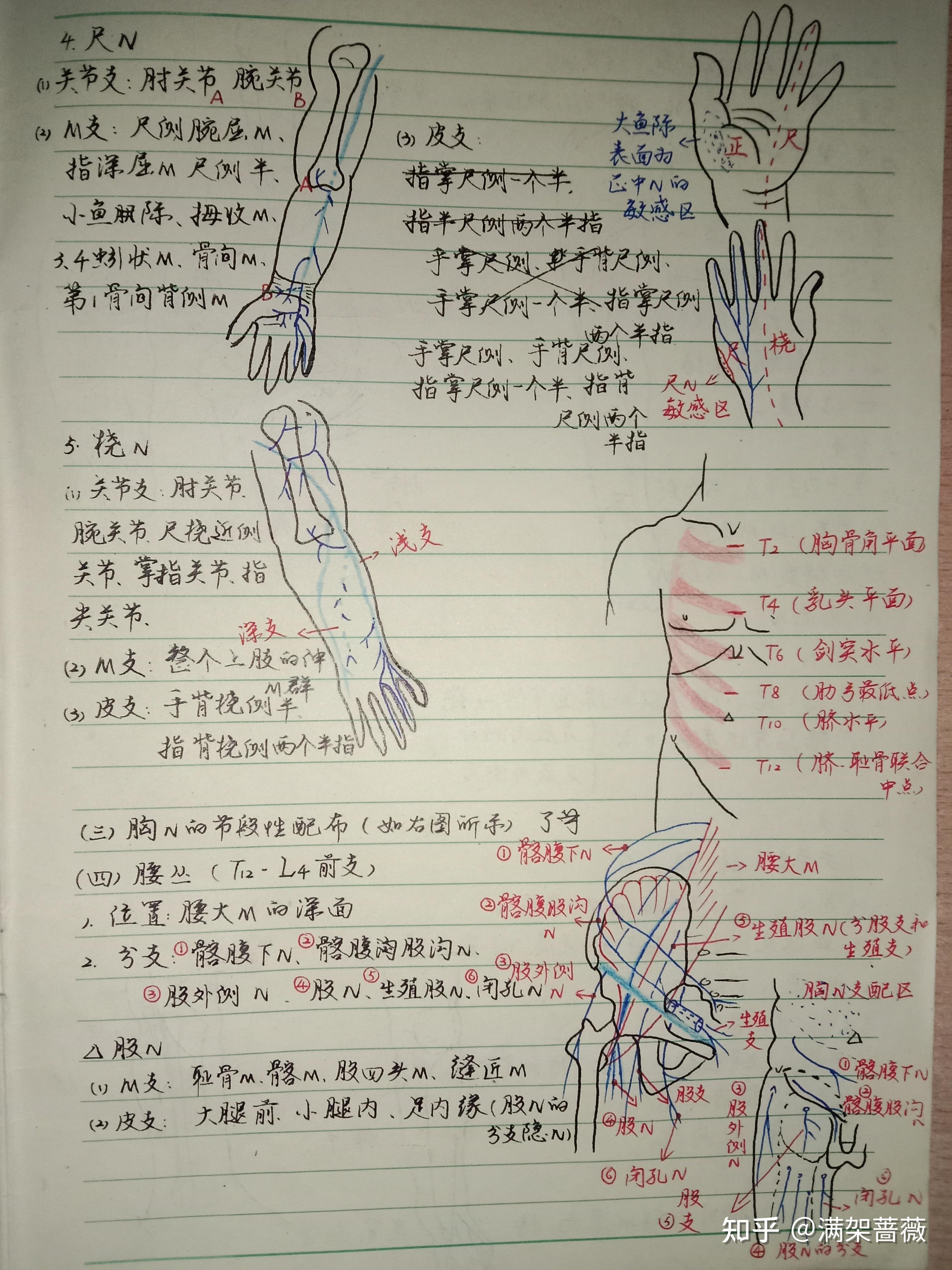 组胚思维导图手写图片