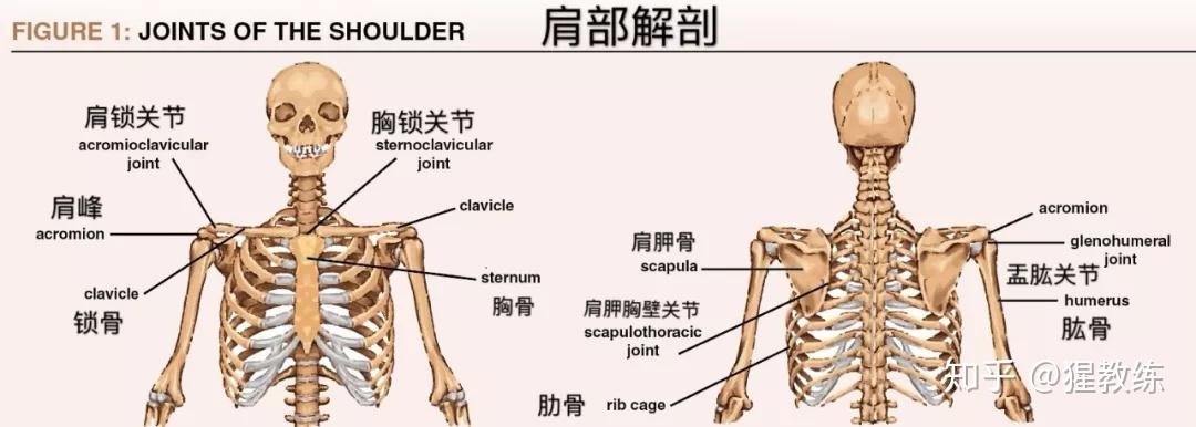 肩部结构复杂,在运动时,牵涉到的关节和肌肉很多