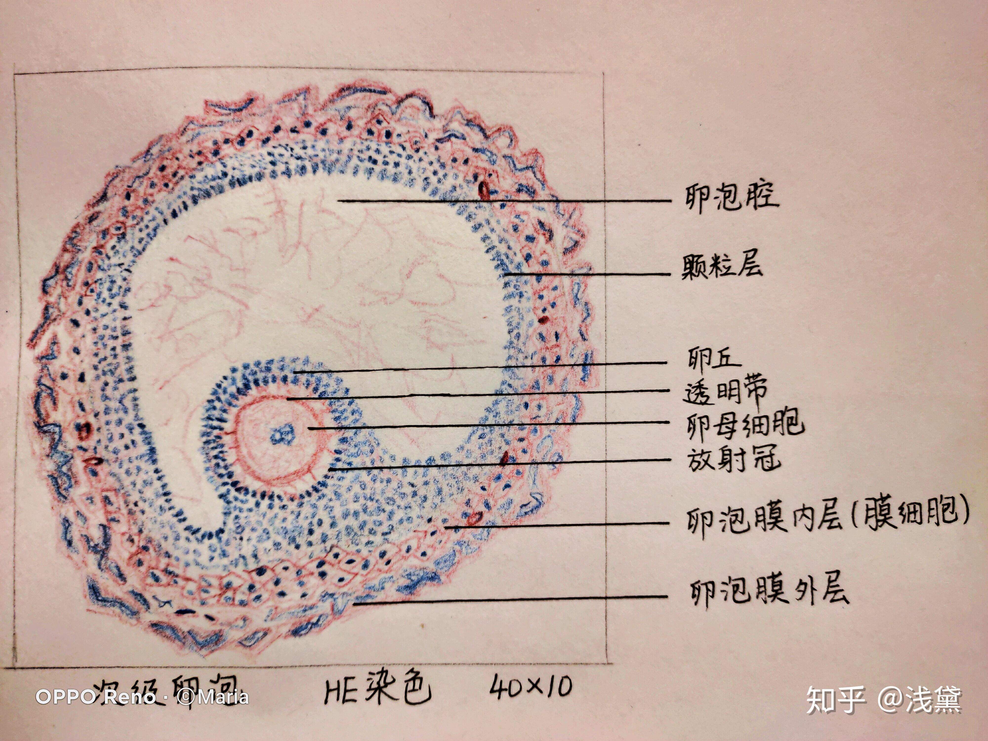 组胚绘图卵巢图片