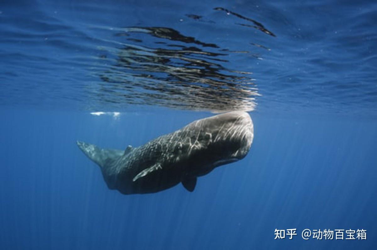鲸鱼在海底万米都毫发未损为何我们用钢铁制造的潜艇却不行