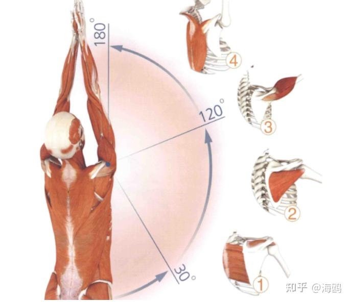 肩峰下囊是一个充满液体的袋状构造,能够辅助肩旋转肌群在肩峰下滑行