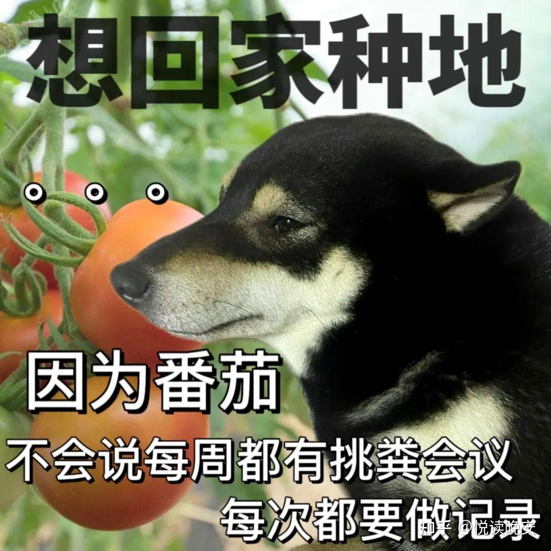 3035383532超级无敌好用的表情包 - 知乎