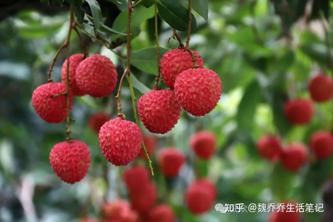 带你去摘荔枝！采摘攻略+联系方式附上↘还可免费坐车去增城采摘游玩哦 - 知乎