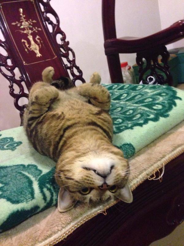 如何让猫跟花瓶共存 知乎