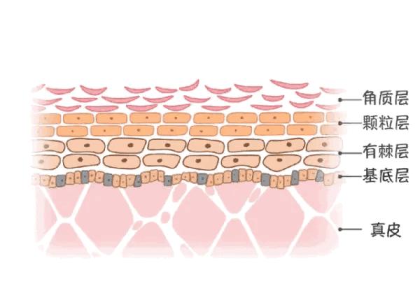 1,定期要去角质