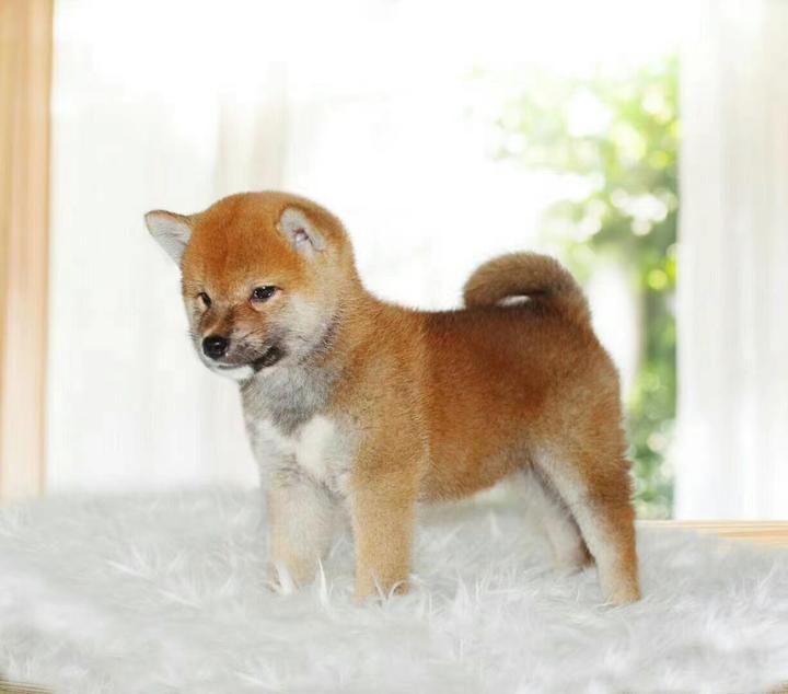 成都甜沐童柴犬屋 知乎