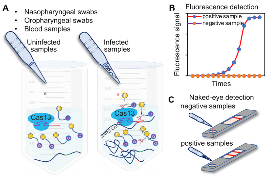 Genes Dis 综述︱上海中医药大学袁富文团队评述CRISPR-Cas13系统在COVID-19检测和治疗中的研究进展 - 知乎