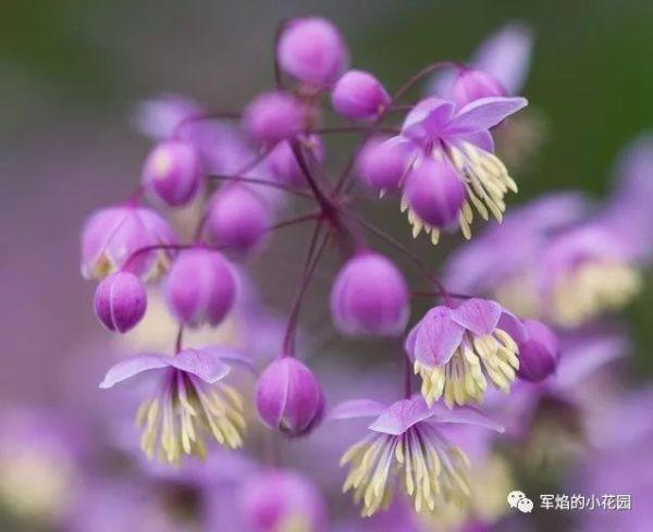 浮动的云霞 唐松草 花园植物 知乎