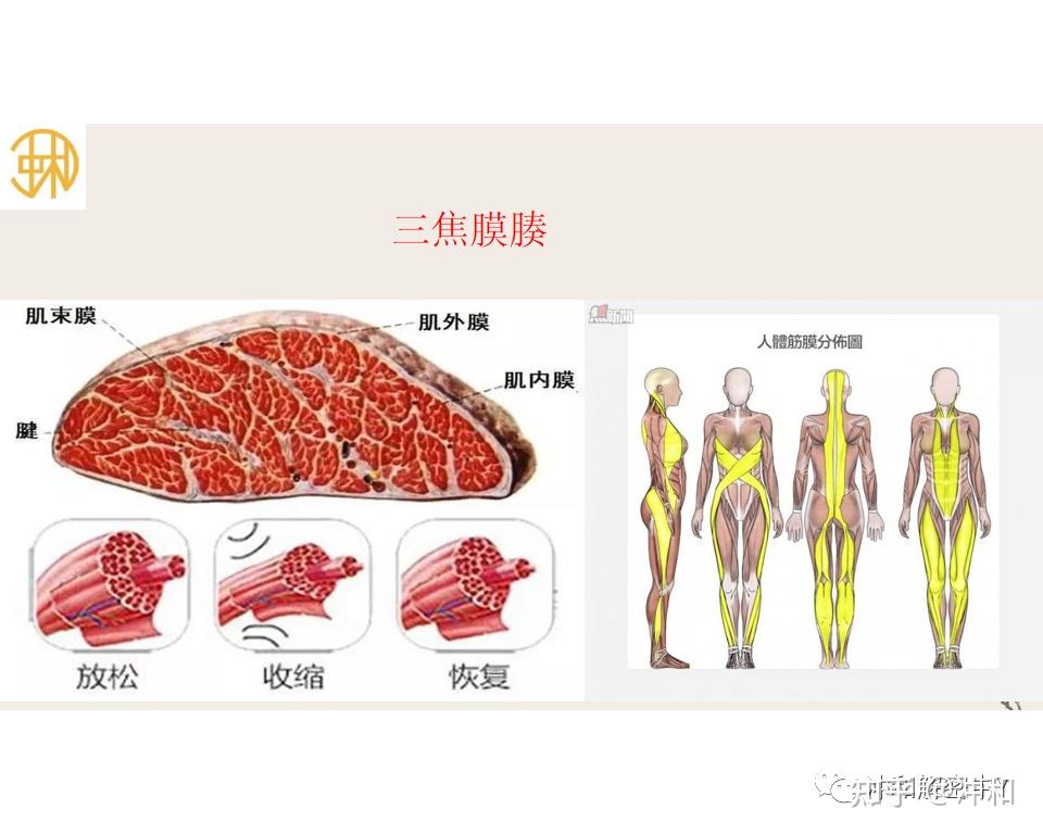 解密伤寒论六经之-少阳 - 知乎