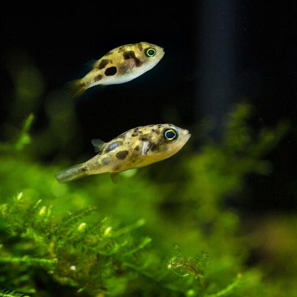 小型观赏鱼巧克力娃娃