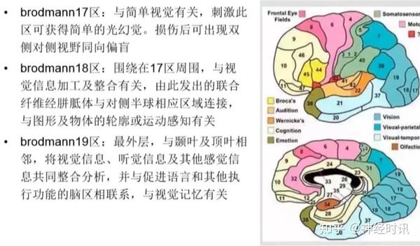 5种脑叶癫痫病症状学定位总结,一文掌握! - 知乎