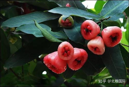 莲雾,一个注了水的铃铛! - 知乎