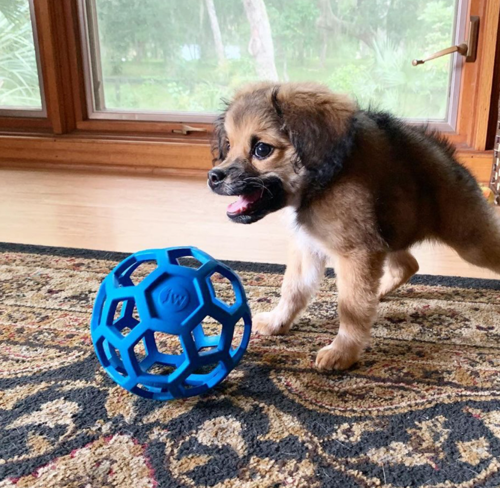 狗狗天生没有屁股这狗咋是两厢的