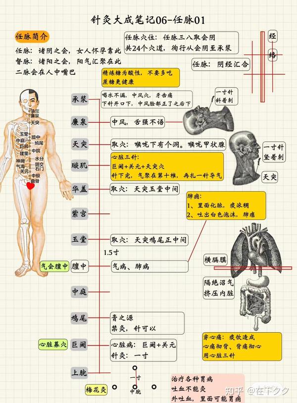 人纪系列——09针灸 鸠尾 天突 膻中 廉泉 承浆穴 - 知乎