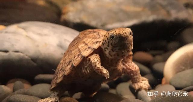 养龟,到底是深水好,还是浅水好? - 知乎