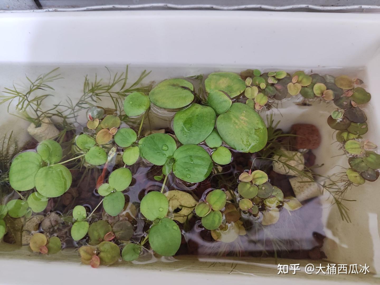根据无穷小亮老师的视频，尝试一次迷你（古法养鱼）生态缸，不打氧，不换水，无过滤 - 知乎