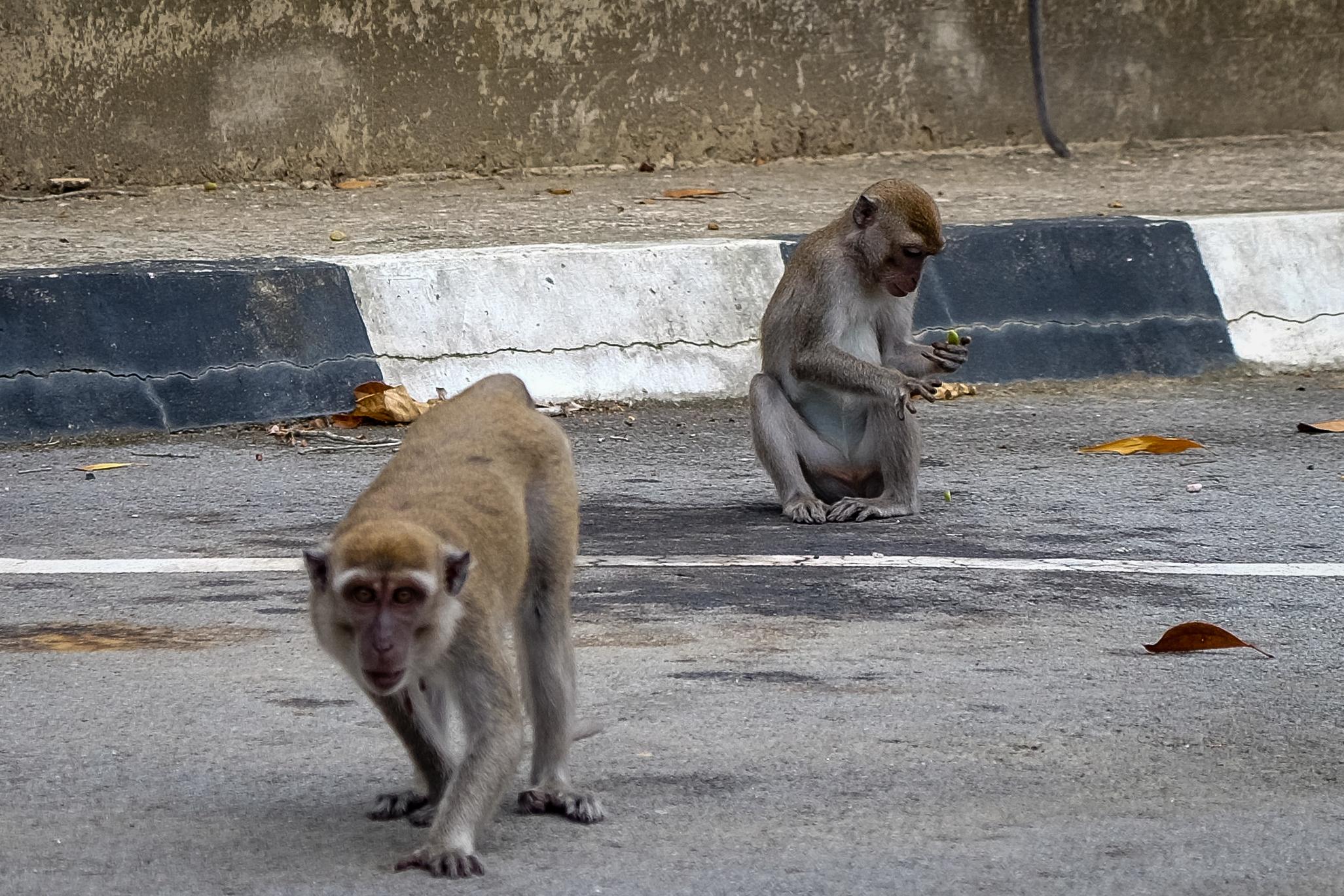 文莱国庆游记 - 知乎