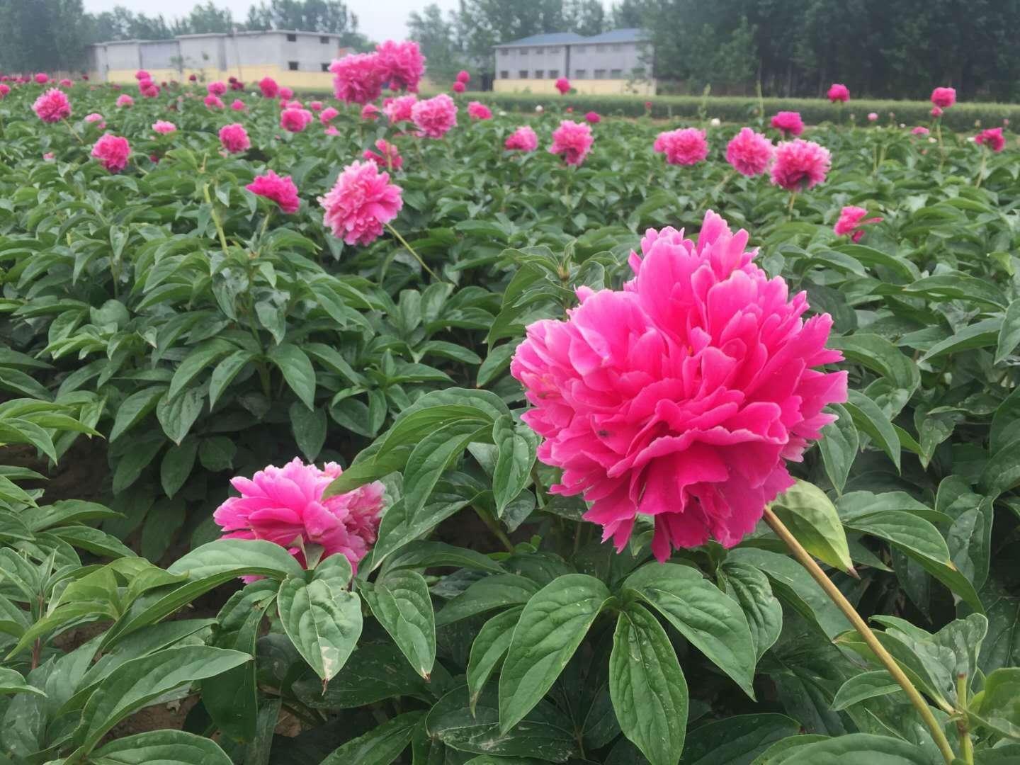 9月养芍药3步操作轻松搞定移栽 知乎 9月养芍药3步操作轻松搞定移栽 知乎